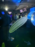 名古屋港水族館に投稿された画像（2025/4/13）