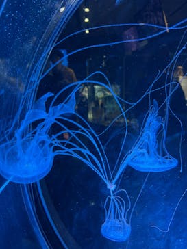 名古屋港水族館に投稿された画像（2025/4/13）