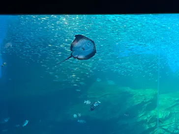 仙台うみの杜水族館に投稿された画像（2025/4/13）