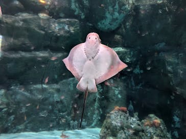 横浜・八景島シーパラダイスに投稿された画像（2025/4/13）