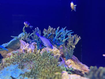 竹島水族館に投稿された画像（2025/4/13）