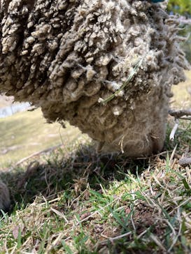 神戸市立六甲山牧場に投稿された画像（2025/4/13）
