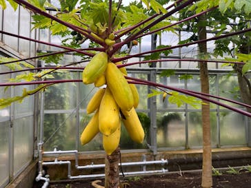 熱川バナナワニ園に投稿された画像（2025/4/13）