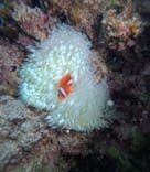 沖縄マリンサービス碧に投稿された画像（2025/4/13）