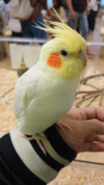 いきもの探検隊湘南に投稿された画像（2025/4/13）