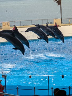 マリンワールド海の中道に投稿された画像（2025/4/13）