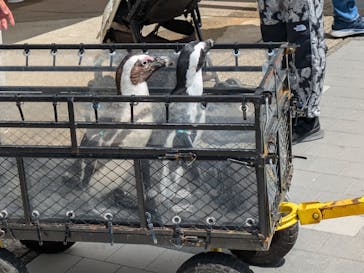 マリンワールド海の中道に投稿された画像（2025/4/13）
