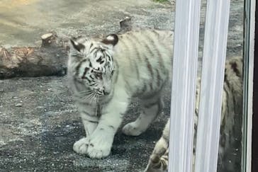東武動物公園に投稿された画像（2025/4/13）