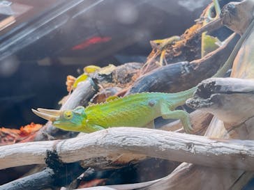 カワスイ 川崎⽔族館に投稿された画像（2025/4/13）