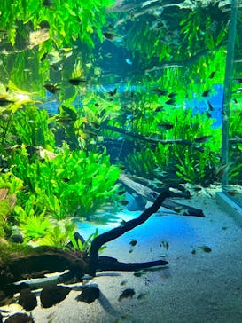 カワスイ 川崎⽔族館に投稿された画像（2025/4/13）