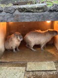 伊豆シャボテン動物公園に投稿された画像（2025/4/13）