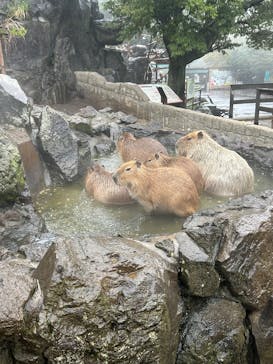 伊豆シャボテン動物公園に投稿された画像（2025/4/13）
