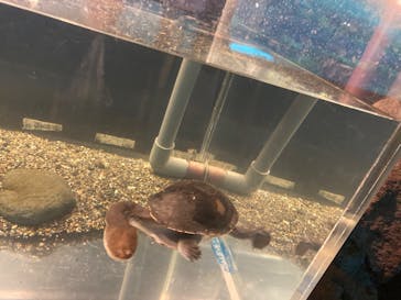 箱根園水族館に投稿された画像（2025/4/13）