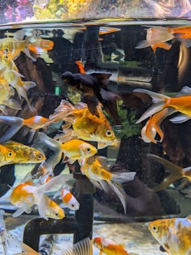 スマートアクアリウム静岡に投稿された画像（2025/4/13）