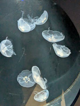 スマートアクアリウム静岡に投稿された画像（2025/4/13）