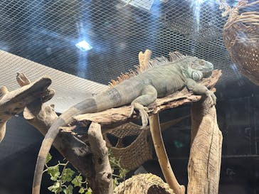 カワスイ 川崎⽔族館に投稿された画像（2025/4/13）