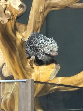 カワスイ 川崎⽔族館に投稿された画像（2025/4/13）