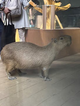 カワスイ 川崎⽔族館に投稿された画像（2025/4/13）
