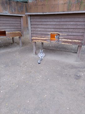 しろとり動物園に投稿された画像（2025/4/13）