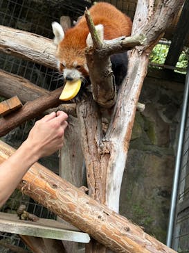 熱川バナナワニ園に投稿された画像（2025/4/13）