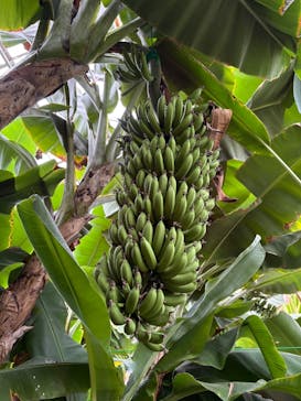 熱川バナナワニ園に投稿された画像（2025/4/13）