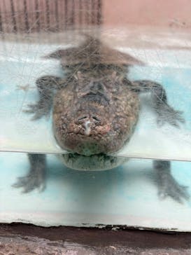 熱川バナナワニ園に投稿された画像（2025/4/13）