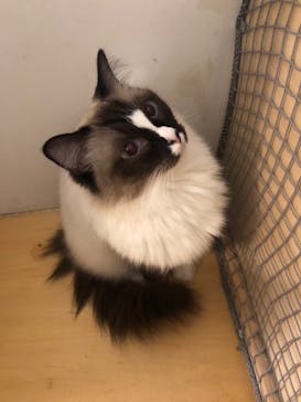 Moff アニマル カフェ イーアス 高尾店に投稿された画像（2025/4/13）