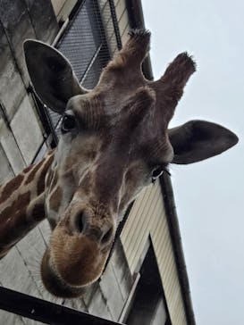 宇都宮動物園に投稿された画像（2025/4/13）