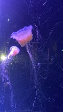 マリンワールド海の中道に投稿された画像（2025/4/13）