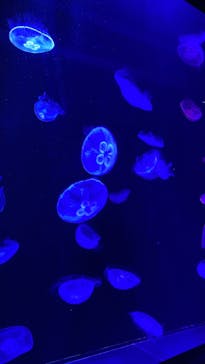 マリンワールド海の中道に投稿された画像（2025/4/13）