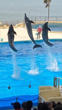 マリンワールド海の中道に投稿された画像（2025/4/13）