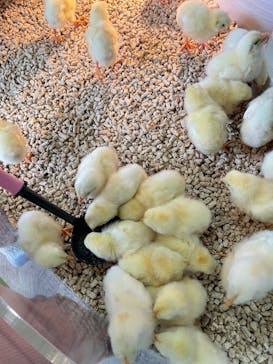 Moff animal cafe iias つくば店に投稿された画像（2025/4/13）