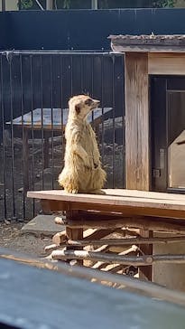 恩賜上野動物園に投稿された画像（2025/4/13）