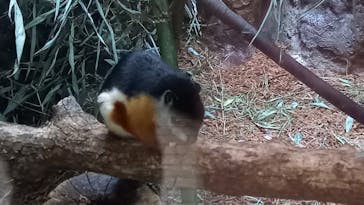 恩賜上野動物園に投稿された画像（2025/4/13）