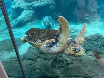 名古屋港水族館に投稿された画像（2025/4/13）