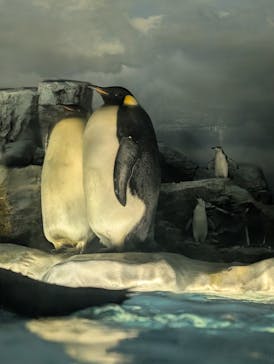 名古屋港水族館に投稿された画像（2025/4/13）