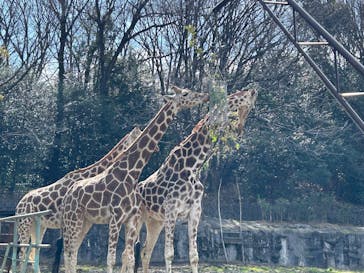 名古屋市東山動植物園に投稿された画像（2025/4/13）