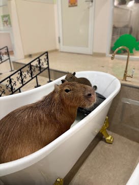 アニタッチPARKイオンモール太田に投稿された画像（2025/4/13）