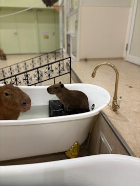 アニタッチPARKイオンモール太田に投稿された画像（2025/4/13）