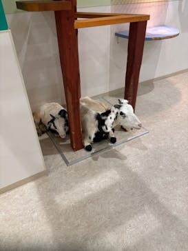 アニタッチPARKイオンモール太田に投稿された画像（2025/4/13）