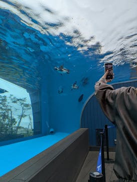 サンシャイン水族館に投稿された画像（2025/4/13）