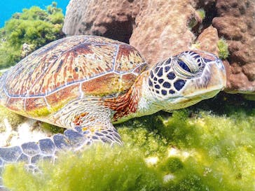 宮古島マリンショップSmileyに投稿された画像（2025/4/13）