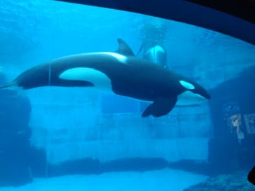 名古屋港水族館に投稿された画像（2025/4/13）