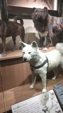 国立科学博物館に投稿された画像（2025/4/13）