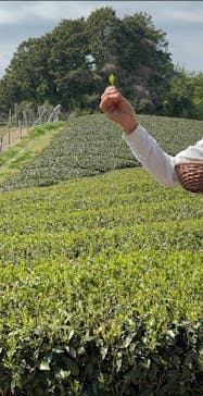 キウイフルーツカントリーJapan（キウイフルーツカントリージャパン）に投稿された画像（2025/4/14）