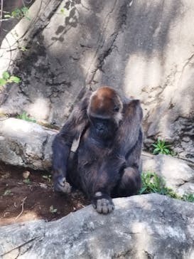 千葉市動物公園に投稿された画像（2025/4/14）