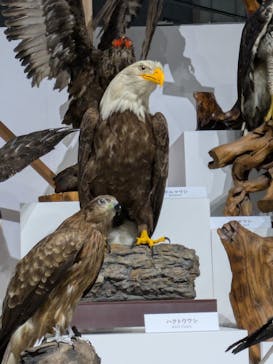 特別展「鳥～ゲノム解析が解き明かす新しい鳥類の系統～」に投稿された画像（2025/4/14）