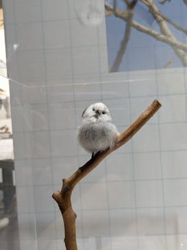 特別展「鳥～ゲノム解析が解き明かす新しい鳥類の系統～」に投稿された画像（2025/4/14）
