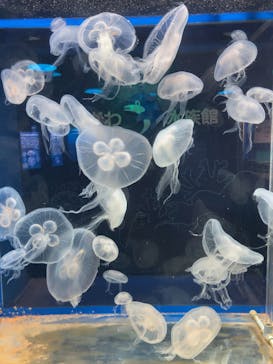 名古屋市東山動植物園に投稿された画像（2025/4/14）