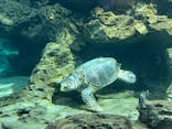 名古屋港水族館に投稿された画像（2025/4/14）